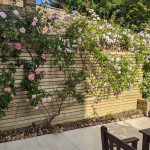 Wooden garden fence with greenery